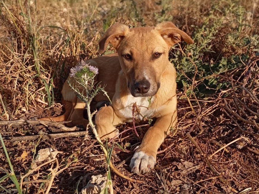 Adotta il cane Henry a Siracusa