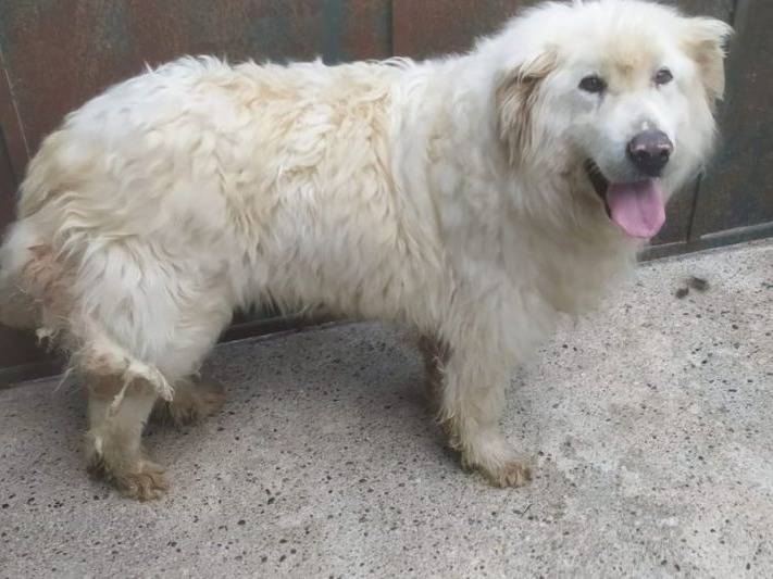 Adozione cane, maschio, meticcio, 9 anni , taglia grande, Como