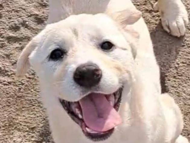 Adotta un cane, maschio, 1 anno e 11 mesi, Crotone