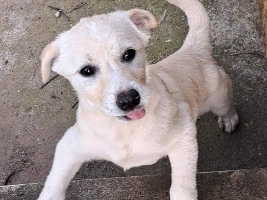 Vuoi adottare un cane a Crotone?