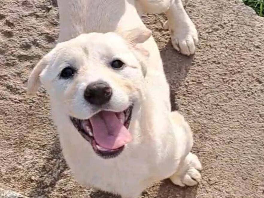 Adotta il cane WATSON  a Crotone