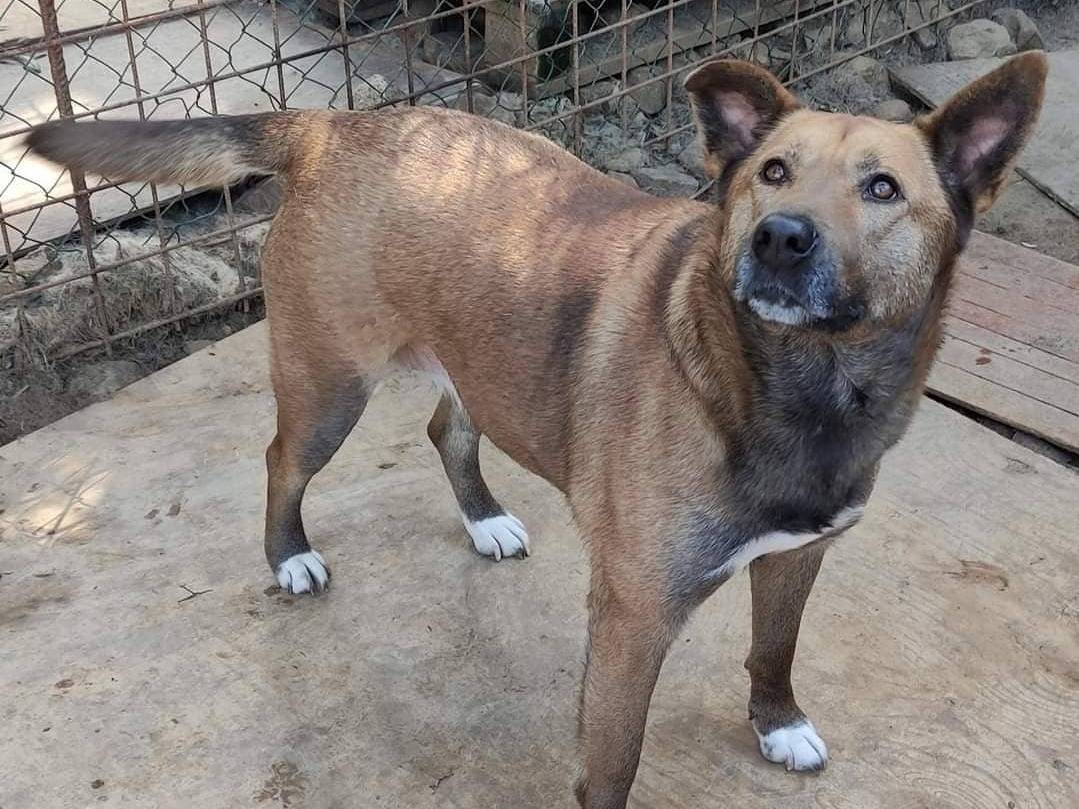 Adotta un cane, femmina, 7 anni , Milano