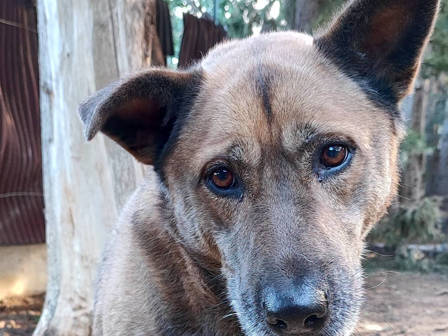 Adotta un cane, taglia grande, femmina, Milano