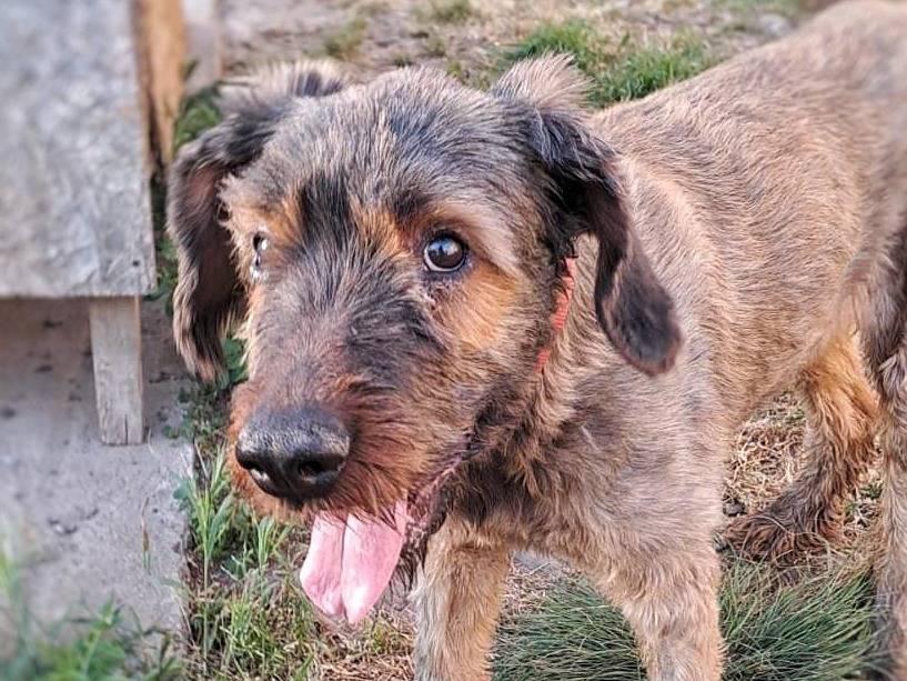 Adotta un cane, taglia gigante, femmina, Crotone