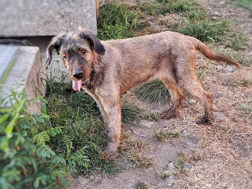 Vuoi adottare un cane a Crotone?