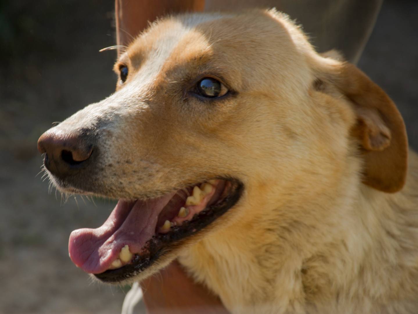 Foto dell'animale