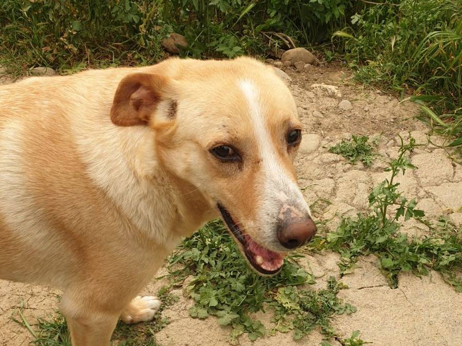 Adotta un cane, femmina, 10 anni  e 4 mesi , Catania