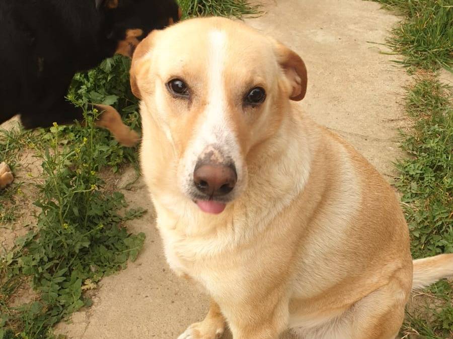 Adotta un cane, taglia media, femmina, Catania