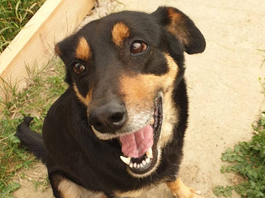 Foto dell'animale