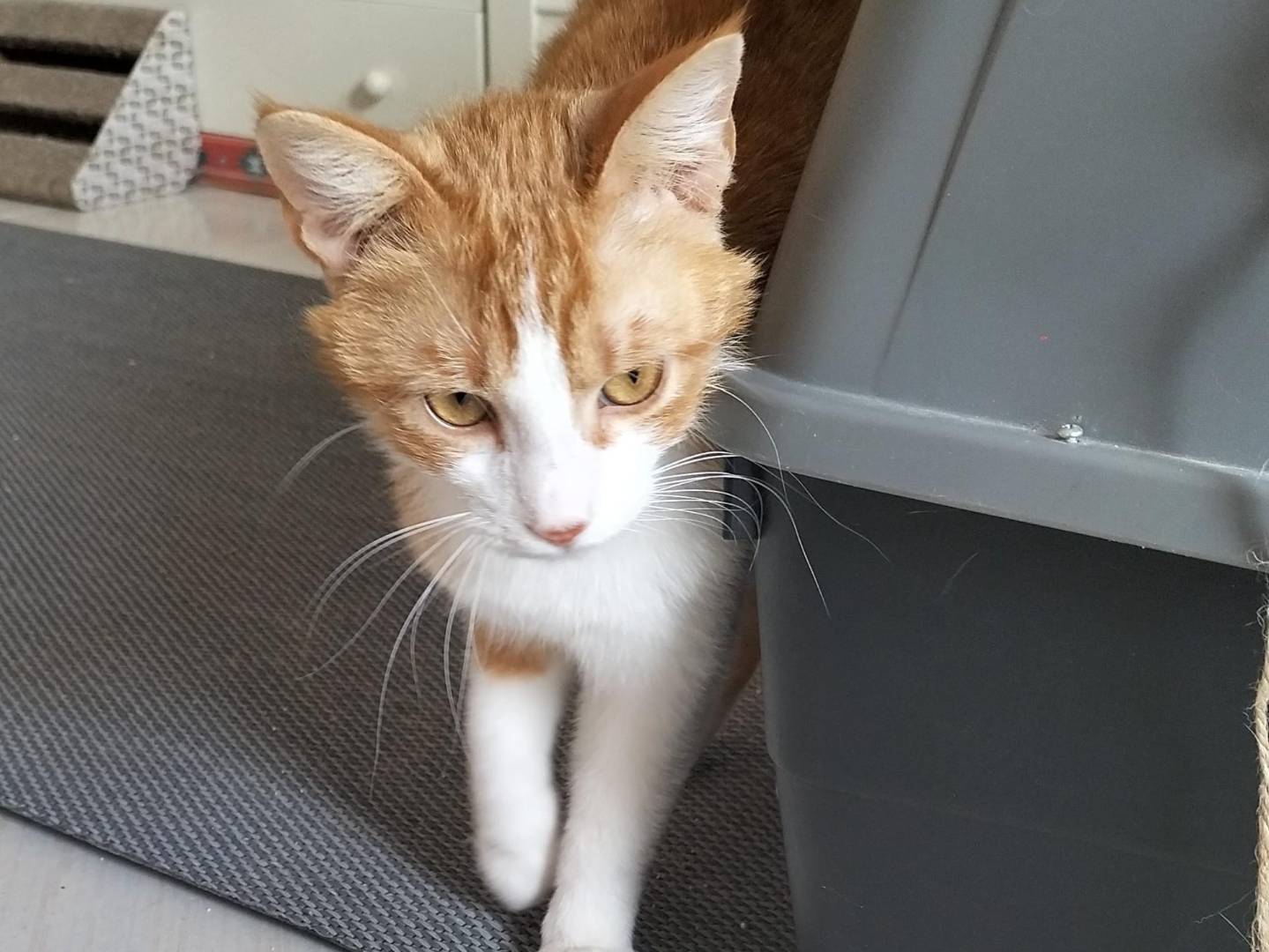 Adotta il gatto Garfield a Matera