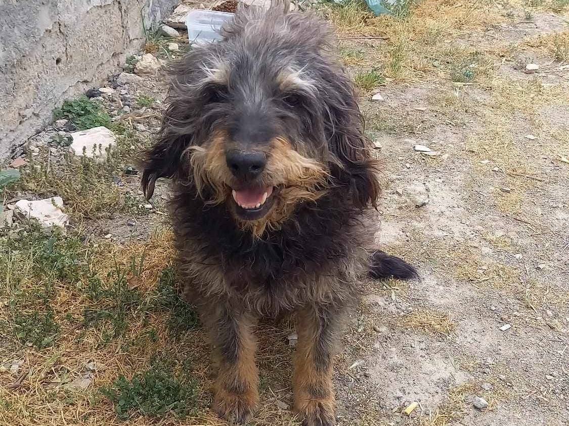 Adotta un cane, femmina, 10 anni  e 5 mesi , Catania