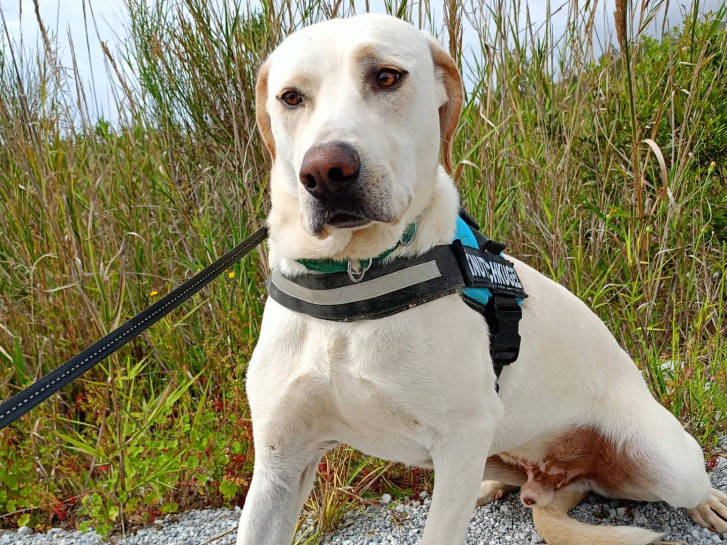 Adotta un cane, taglia gigante, maschio, Cosenza