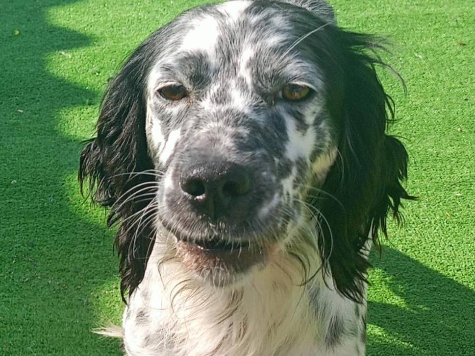 Adotta un cane, taglia media contenuta, femmina, Cosenza