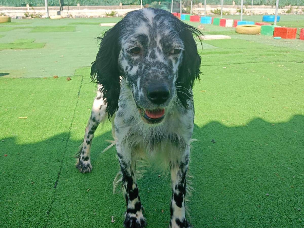 Vuoi adottare un cane a Cosenza?