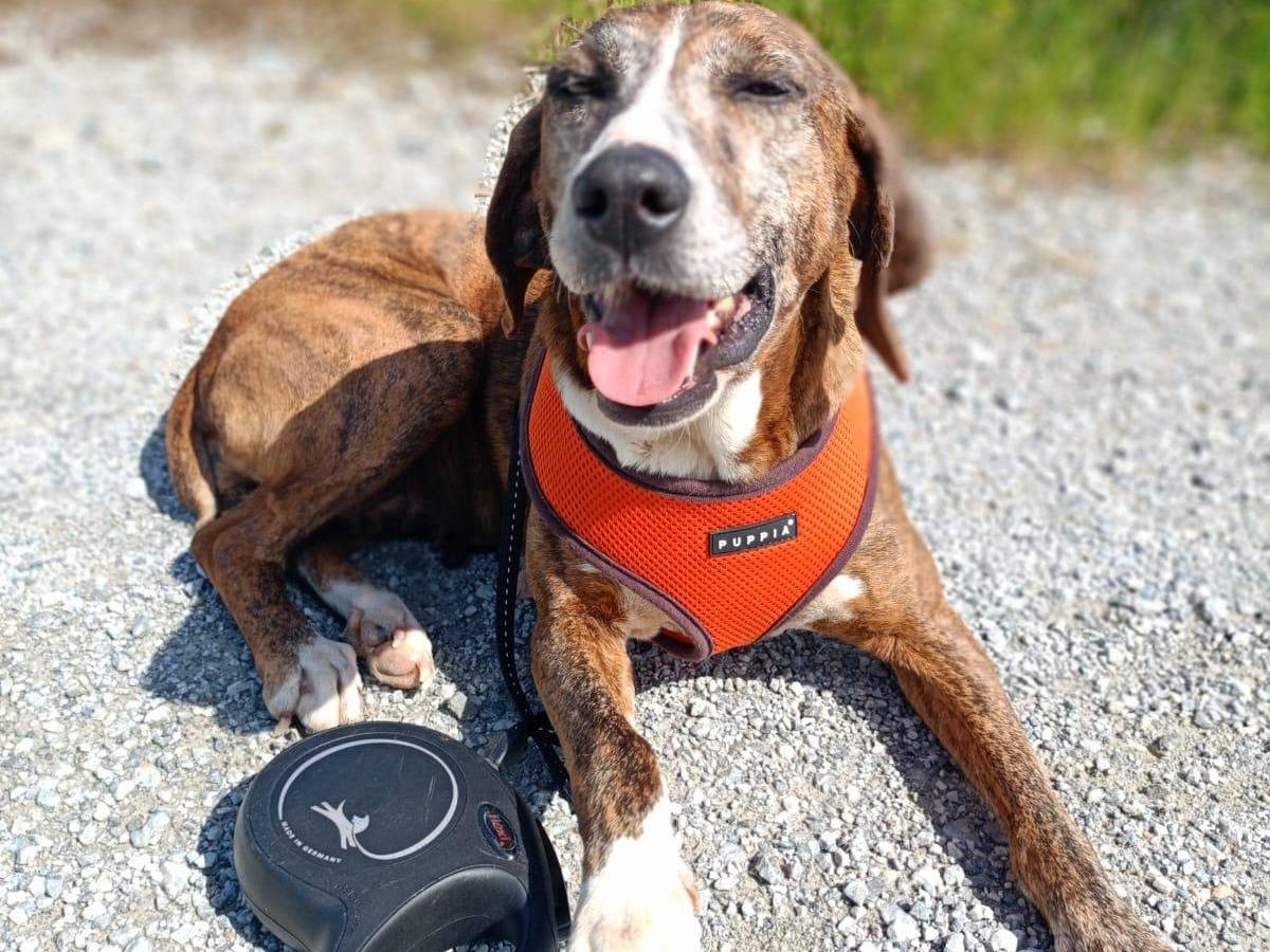 Adozione cane, femmina, meticcio, 6 anni e 1 mese, taglia gigante, Cosenza