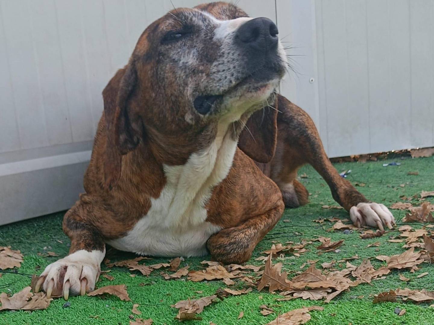 Adotta un cane, taglia gigante, femmina, Cosenza