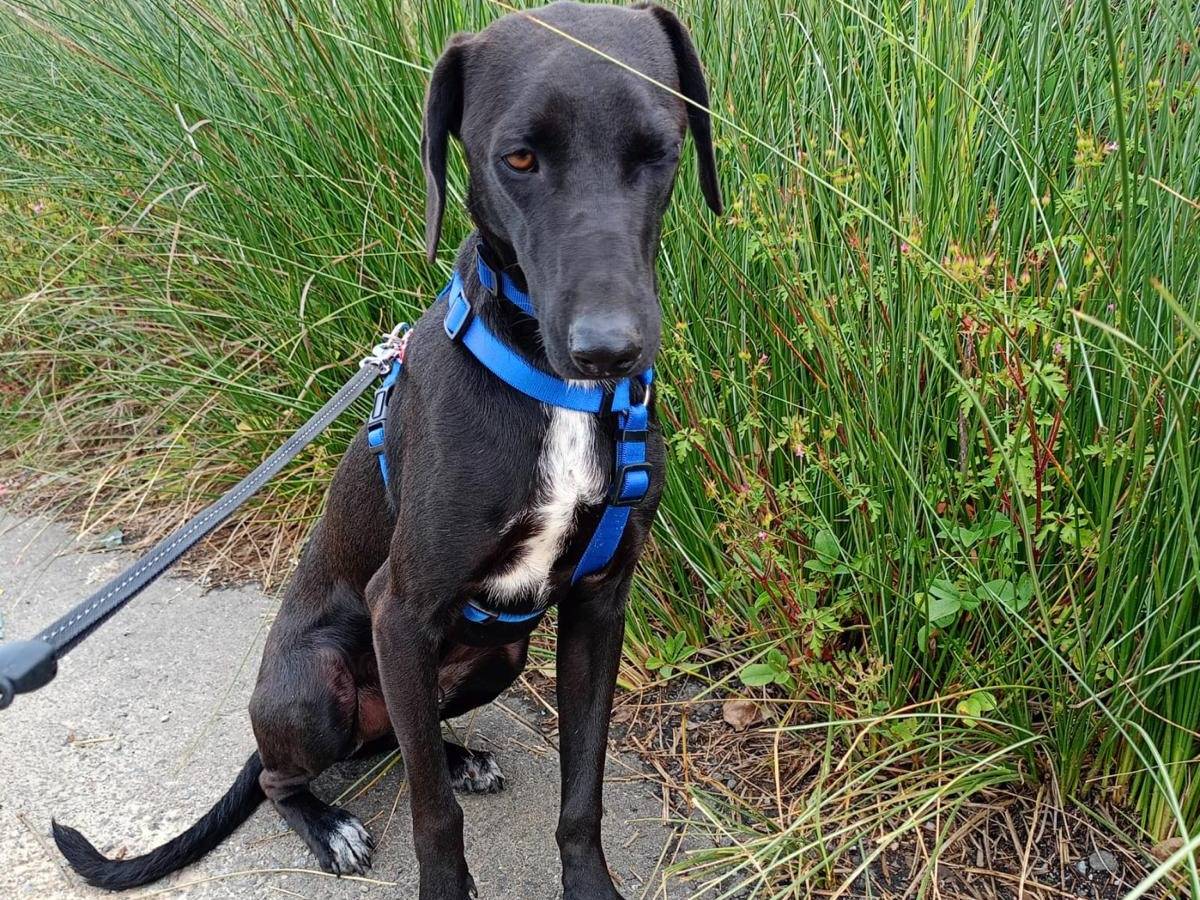 Adotta un cane, maschio, 2 anni e 7 mesi, Cosenza