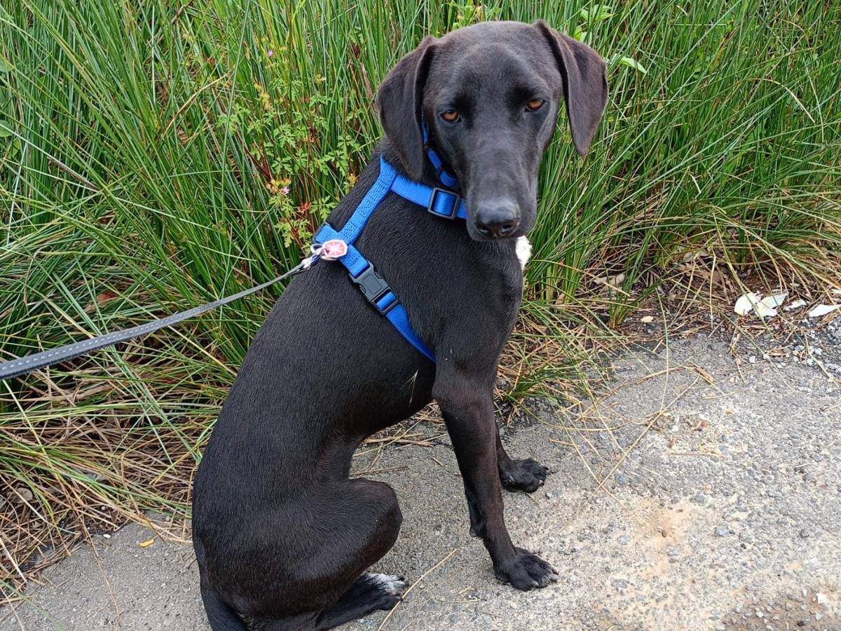 Vuoi adottare un cane a Cosenza?