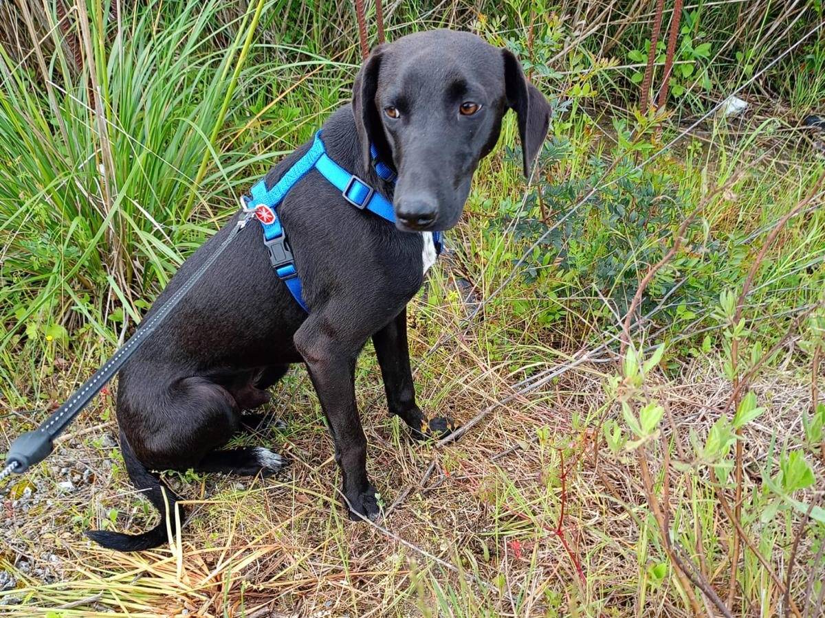 Adotta il cane NELLO a Cosenza
