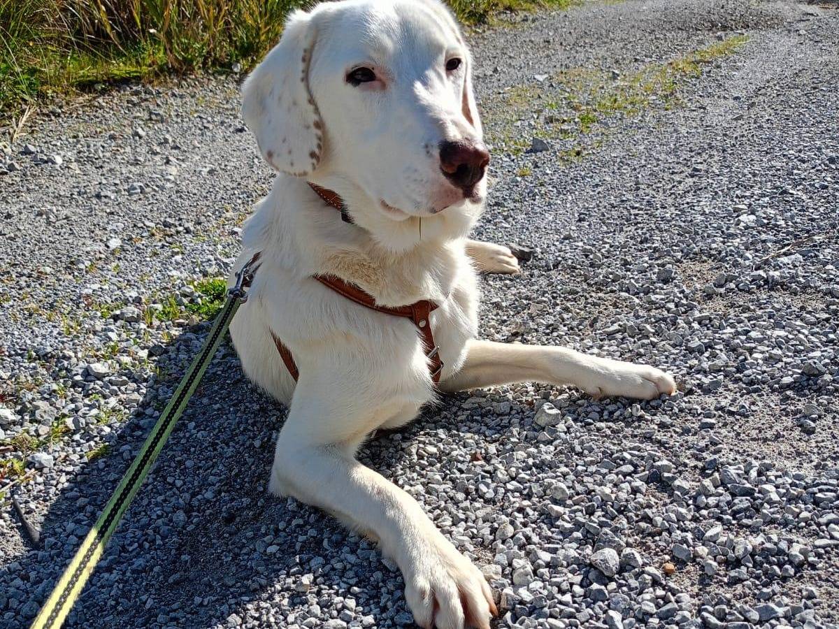 Adotta un cane, femmina, 3 anni e 4 mesi, Cosenza