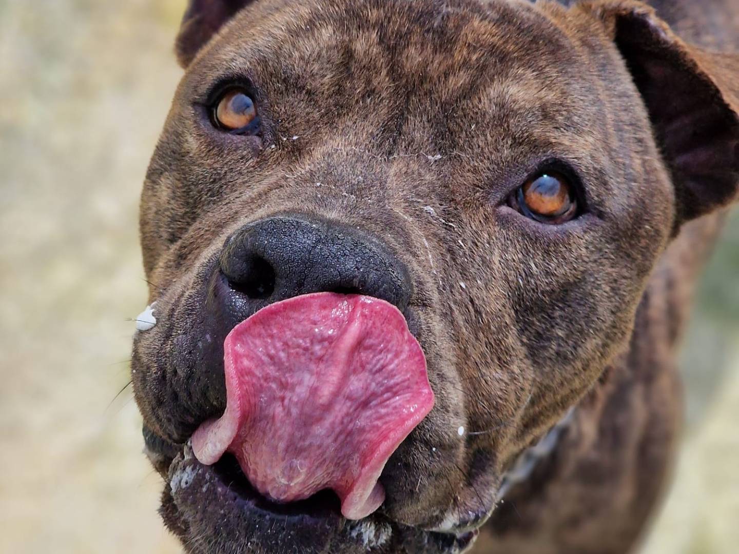 Adotta un cane, maschio, 2 anni  e 6 mesi , Taranto