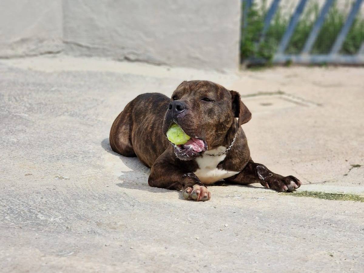 Adotta un cane, taglia grande, maschio, Taranto
