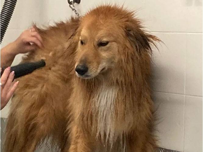 Adozione cane, maschio, Border Collie, 6 anni e 6 mesi, taglia media, Milano