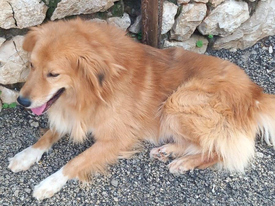 Adotta un cane, maschio, 6 anni e 6 mesi, Milano