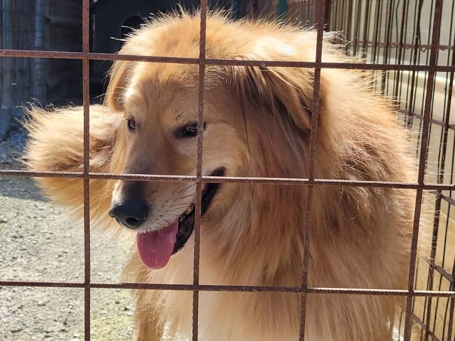 Adotta un cane, taglia media, maschio, Milano