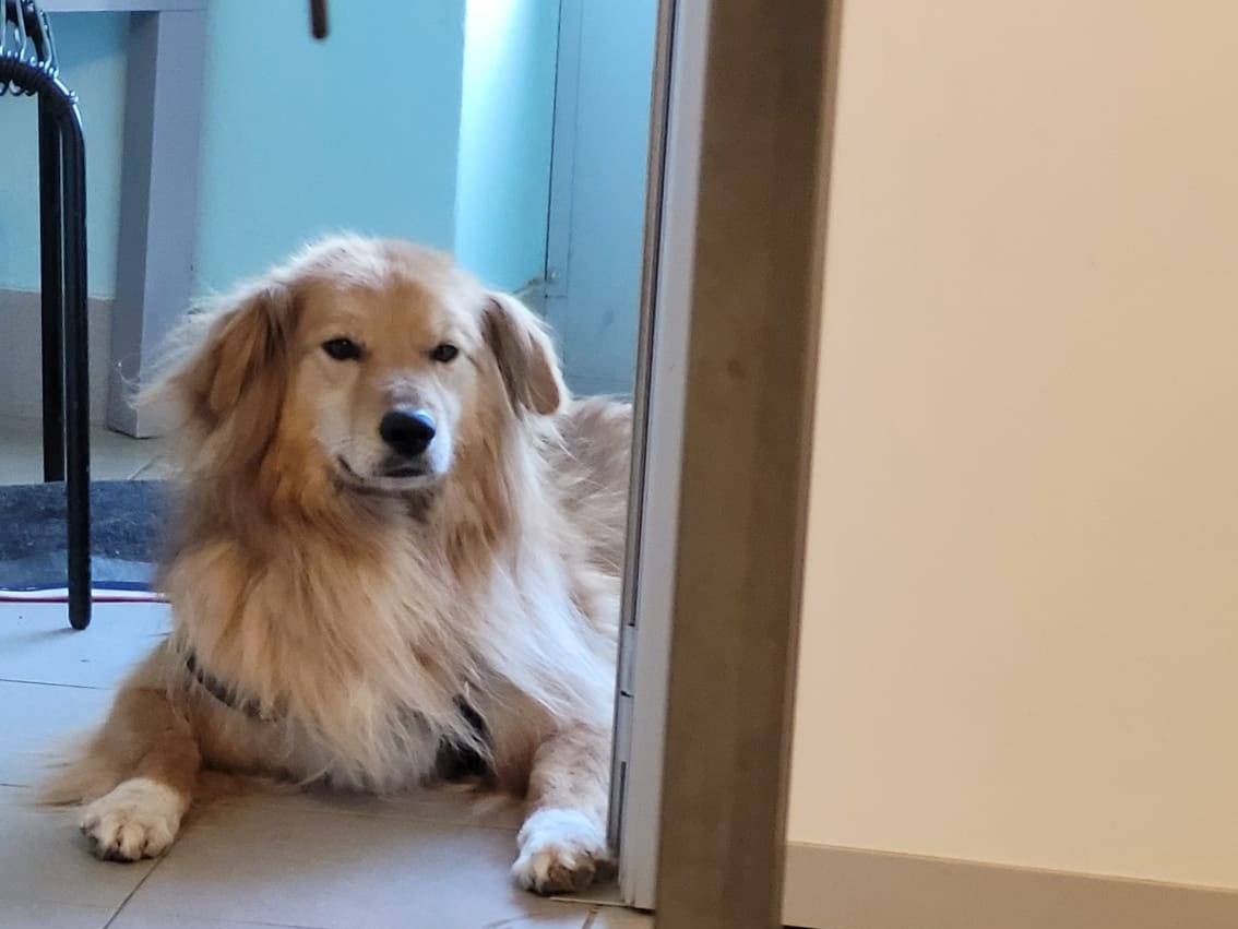 Vuoi adottare un cane a Milano?