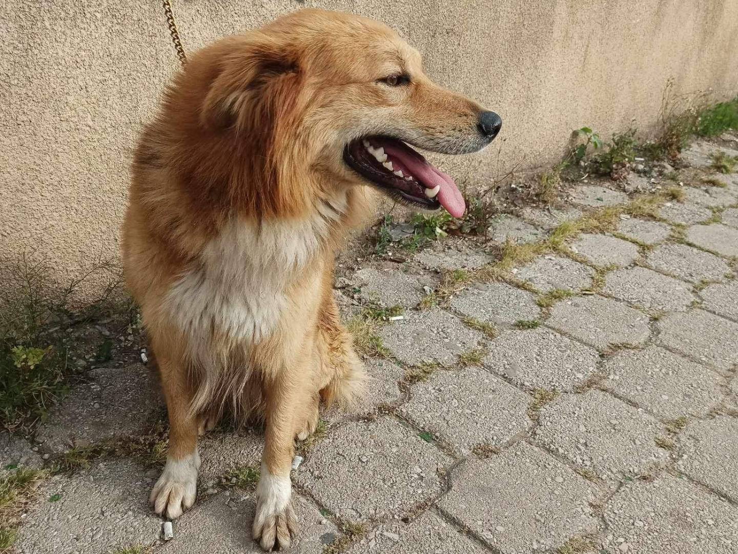 Adotta il cane SHEEBA a Milano