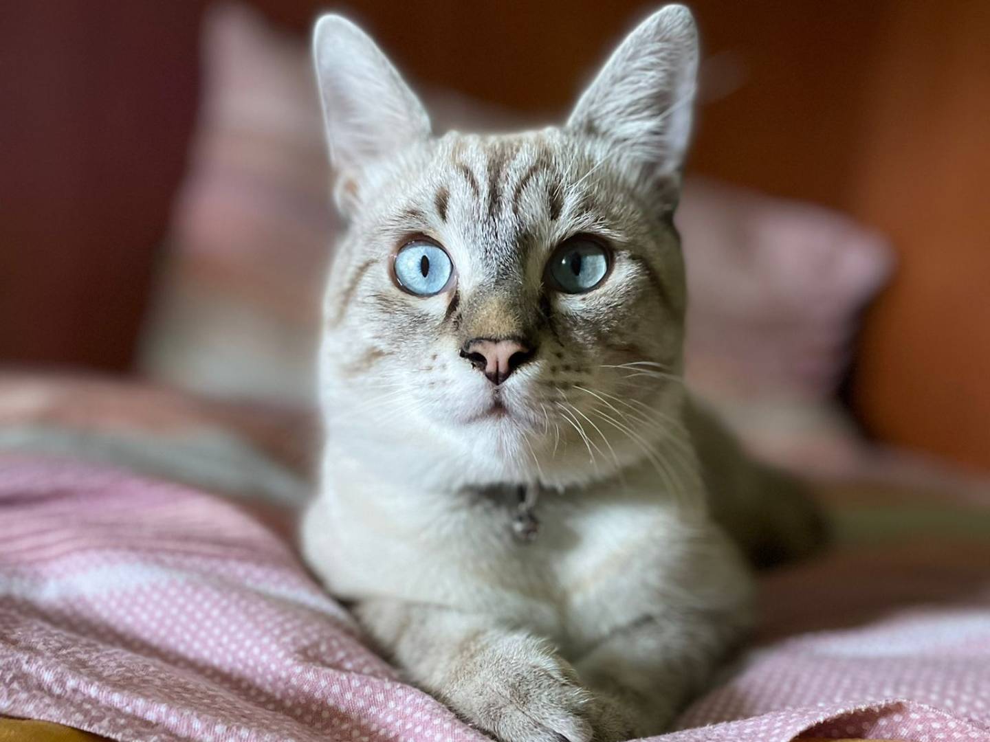 Adozione gatto, maschio, meticcio, 2 anni e 6 mesi, taglia non valida, Agrigento