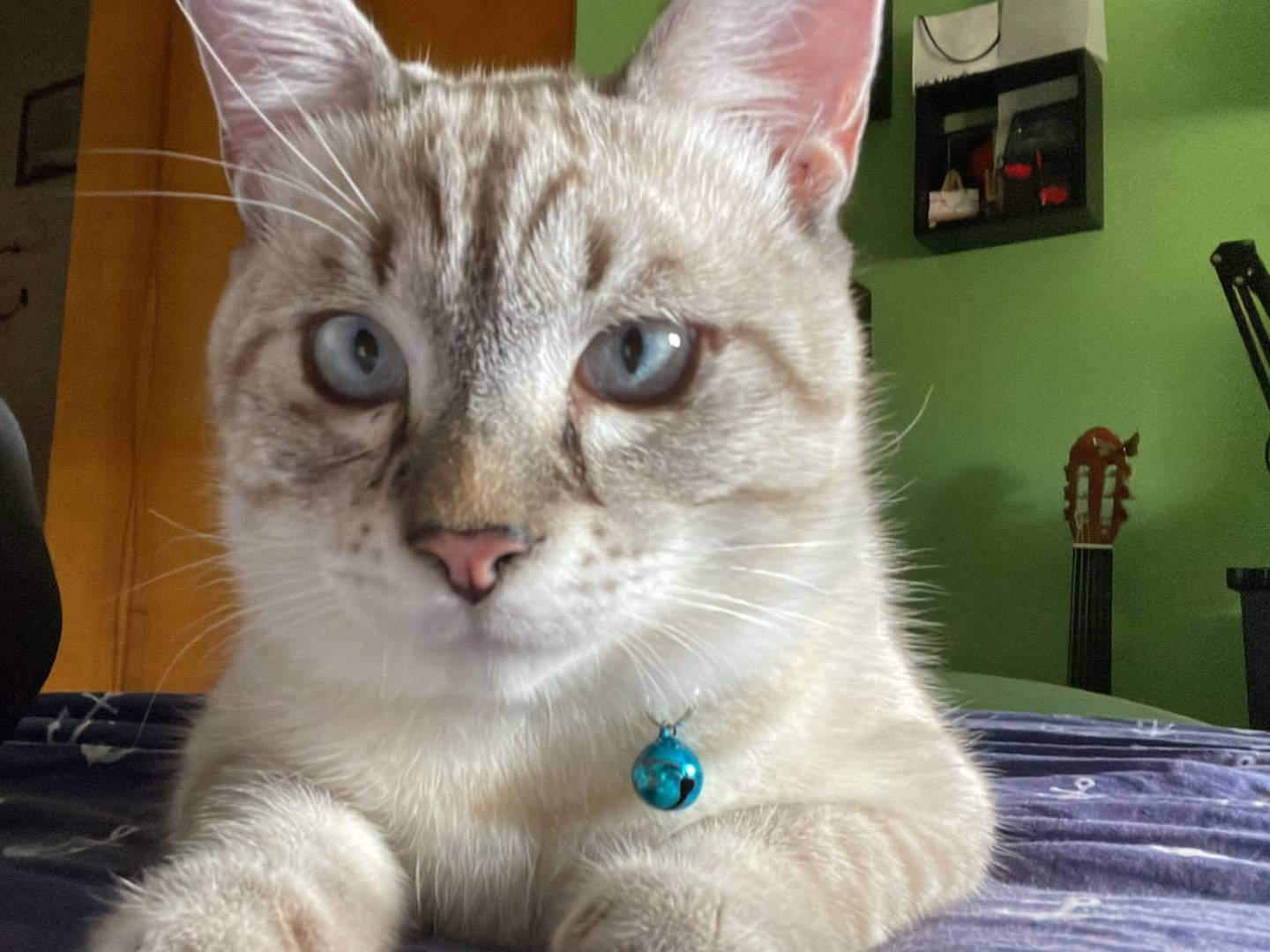Adotta un gatto, maschio, 2 anni e 6 mesi, Agrigento