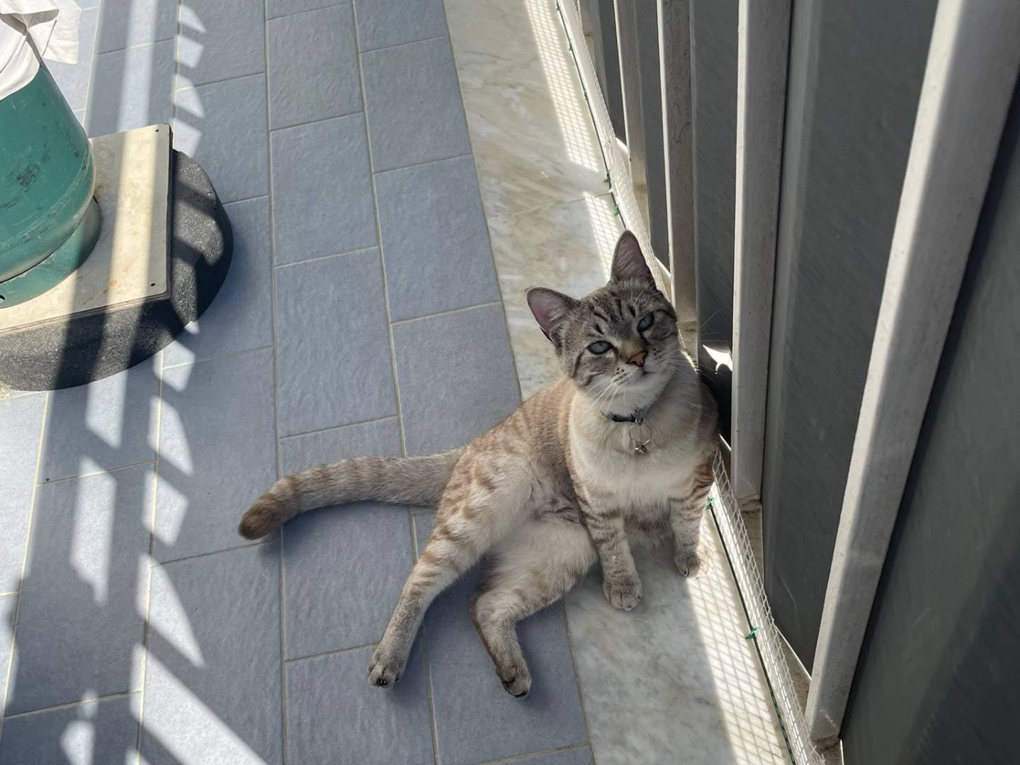 Adotta un gatto, taglia non valida, maschio, Agrigento