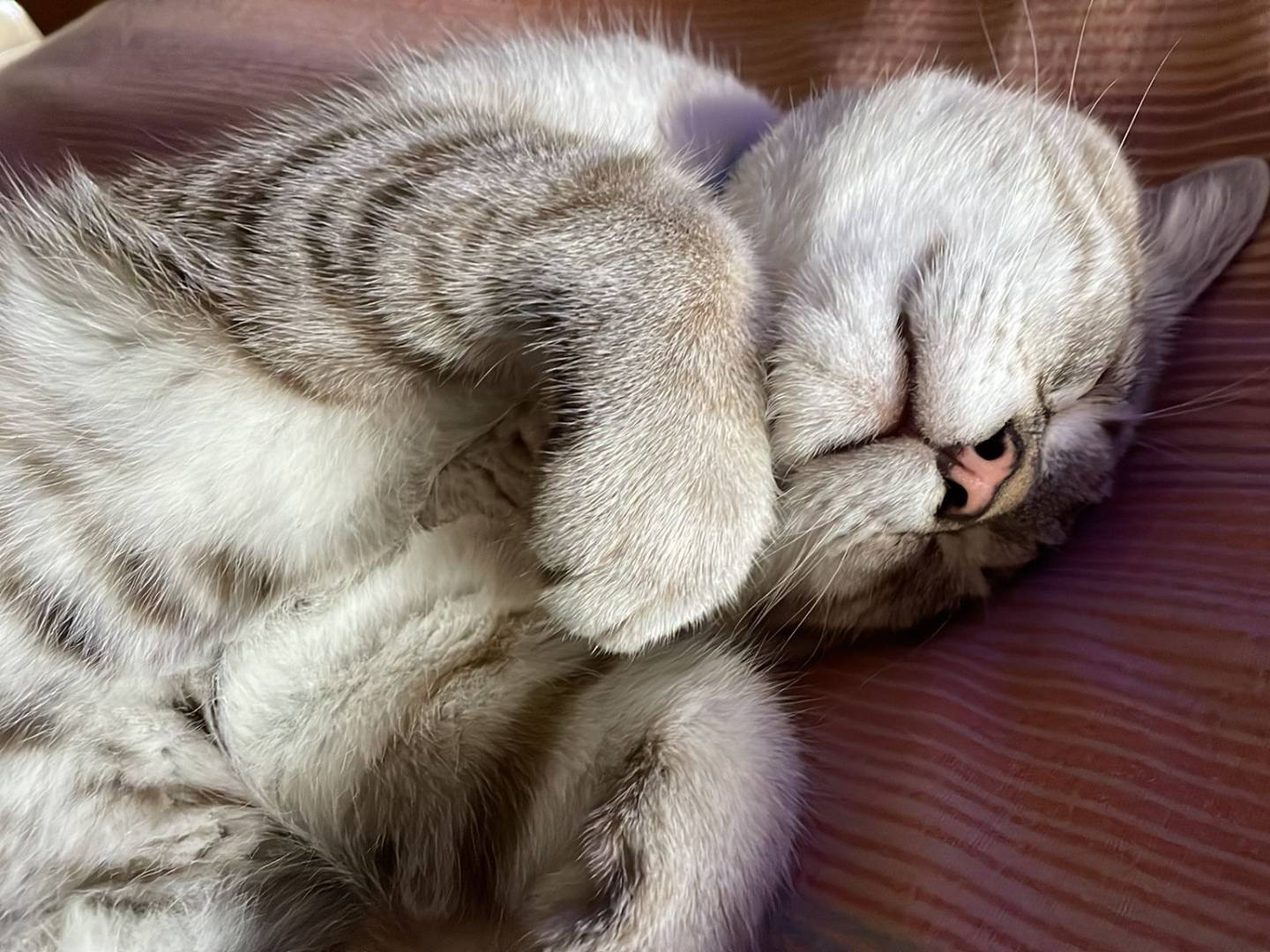 Vuoi adottare un gatto a Agrigento?