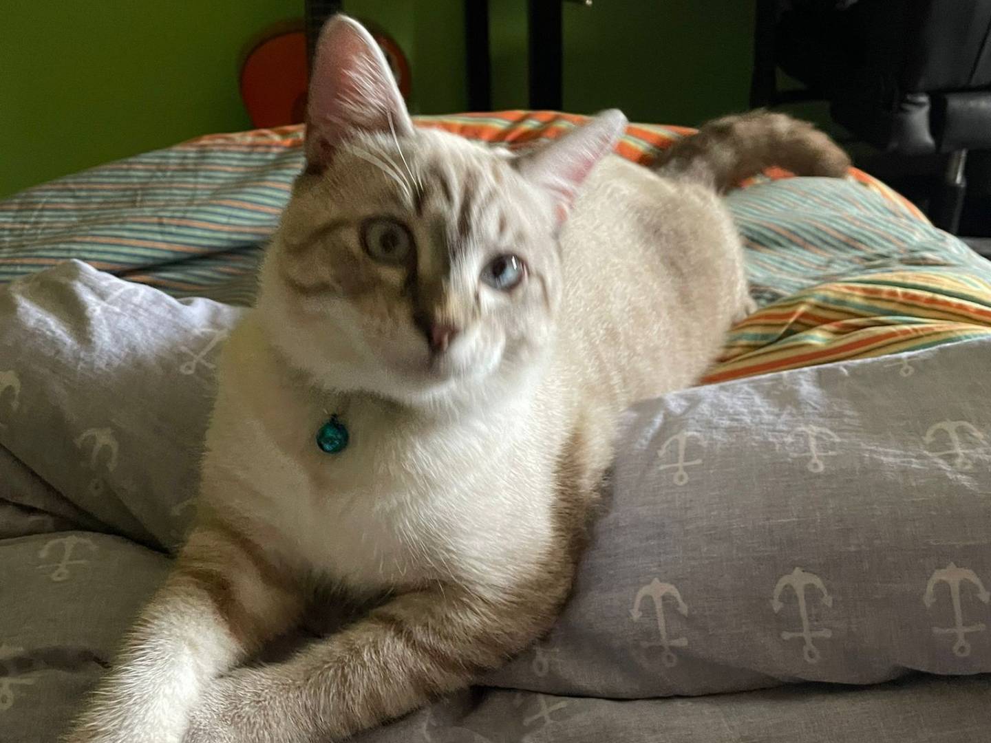 Adotta il gatto Chicco a Agrigento