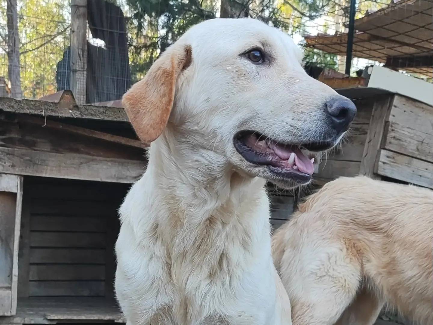 Adotta un cane, maschio, 2 anni  e 1 mese, Milano