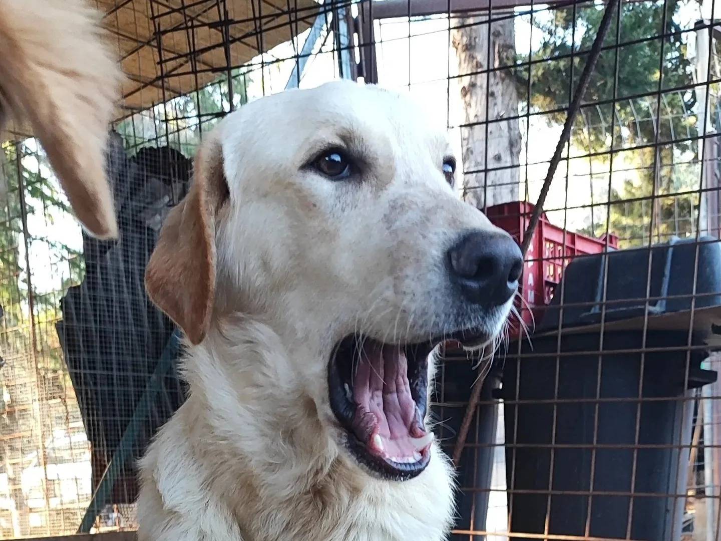 Adotta un cane, taglia grande, maschio, Milano