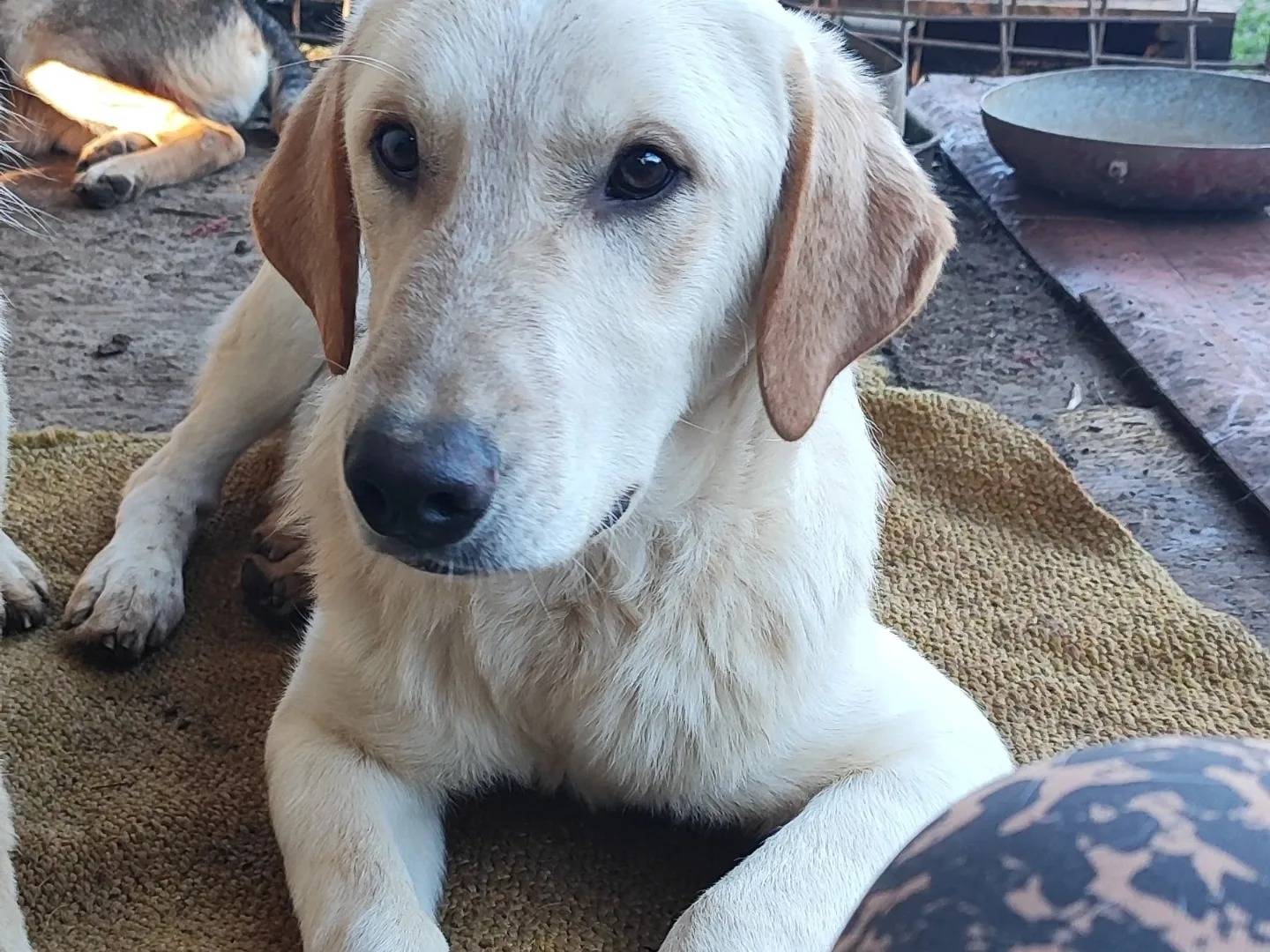 Vuoi adottare un cane a Milano?
