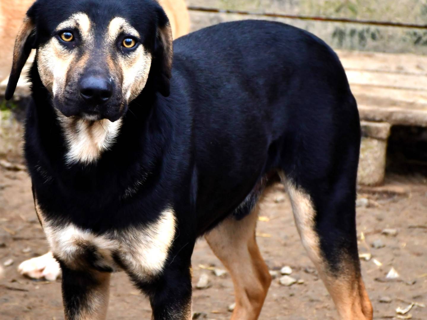 Adotta un cane, maschio, 2 anni  e 8 mesi , Pisa