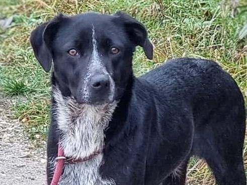 Adozione cane, femmina, meticcio, 3 anni  e 1 mese, taglia media, Pavia