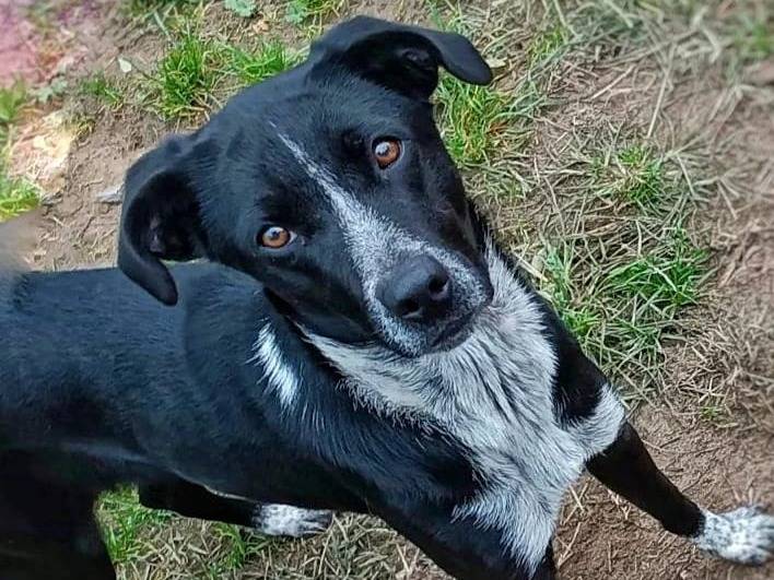 Adotta un cane, femmina, 3 anni  e 1 mese, Pavia