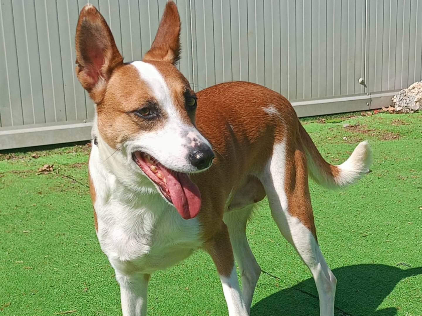 Adotta un cane, femmina, 7 anni e 11 mesi, Cosenza