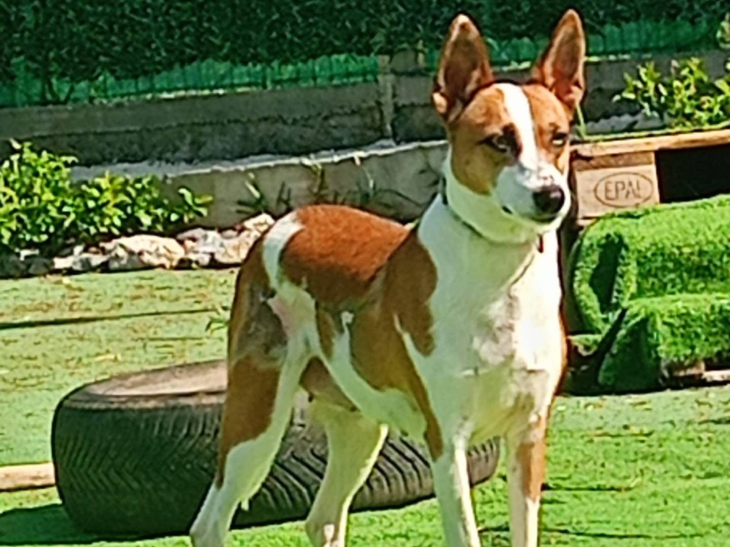 Vuoi adottare un cane a Cosenza?