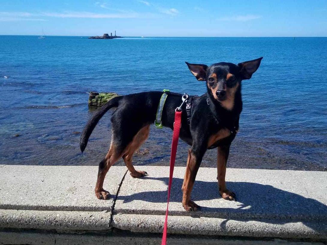 Adozione cane, femmina, Pinscher, 4 anni , taglia piccola, Firenze