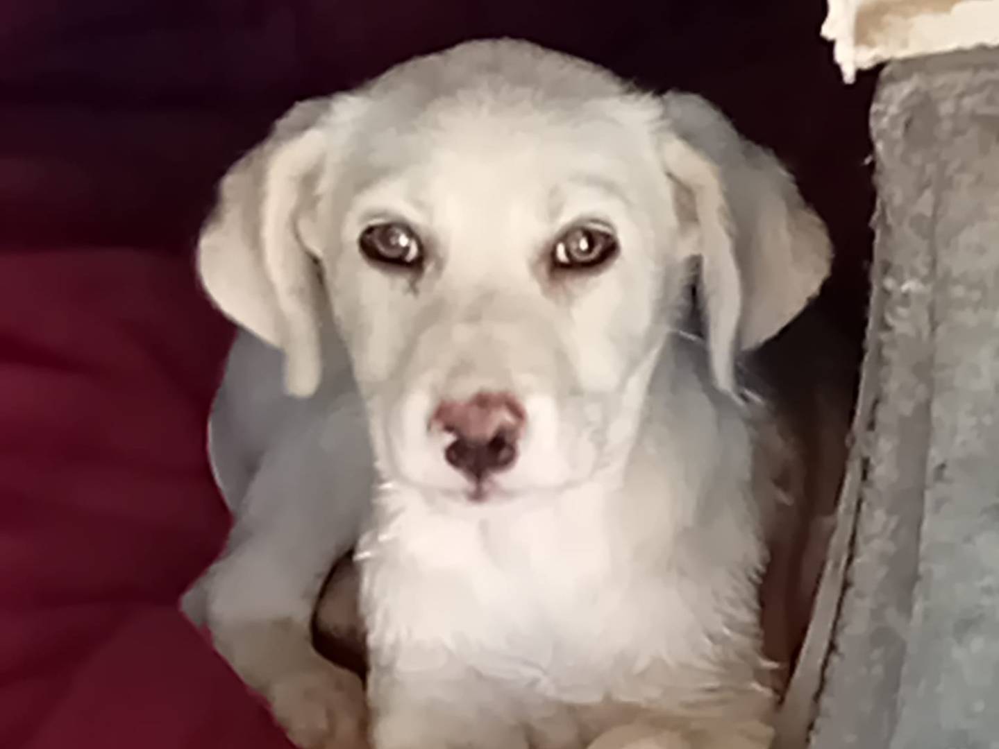 Adozione cane, femmina, meticcio, 1 anno e 9 mesi, taglia media, Crotone