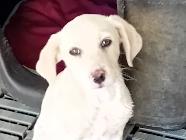 Adotta un cane, femmina, 1 anno e 9 mesi, Crotone