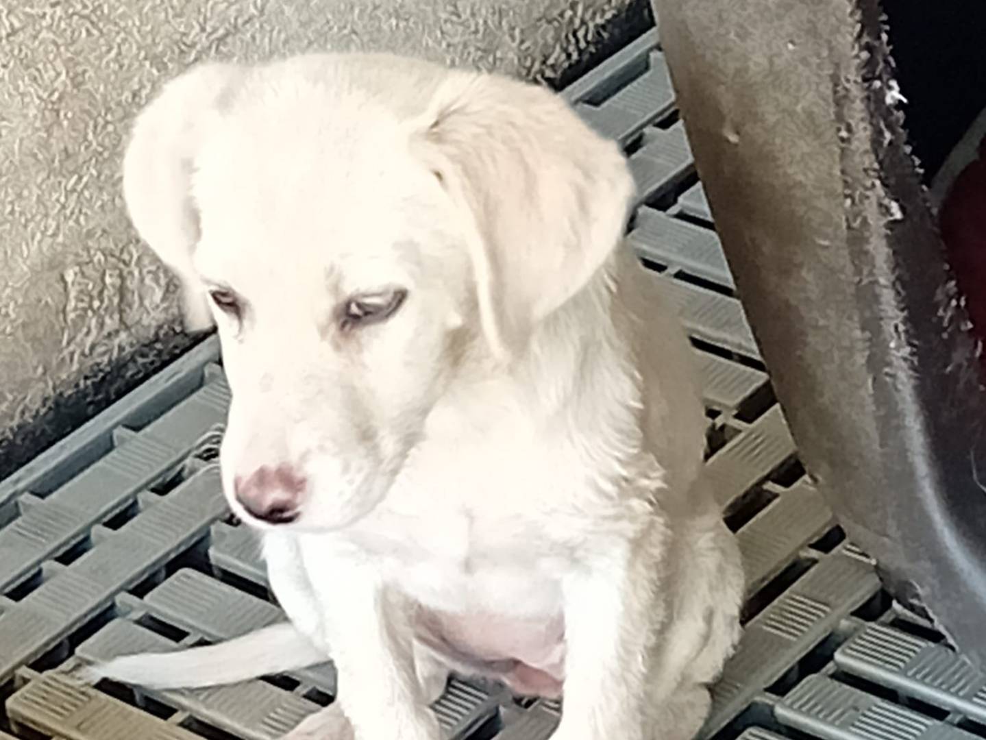 Adotta un cane, taglia media, femmina, Crotone