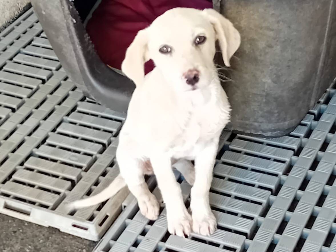 Adotta il cane LUNA a Crotone