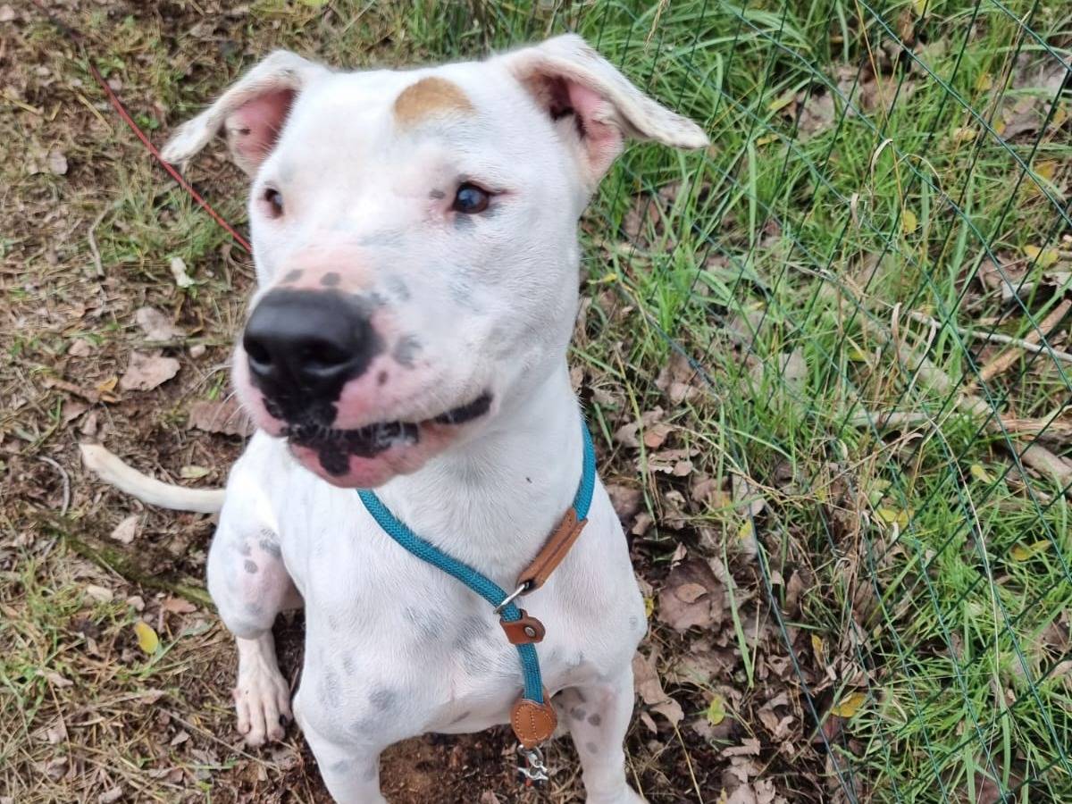 Adotta un cane, taglia grande, maschio, Pavia